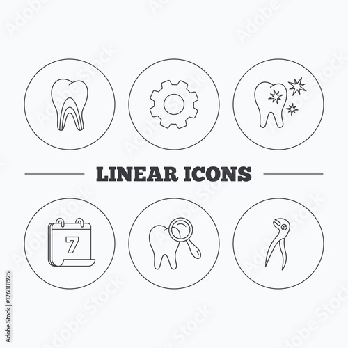 Healthy teeth, dentinal tubules and pliers icons. Dental diagnostics linear sign. Flat cogwheel and calendar symbols. Linear icons in circle buttons. Vector