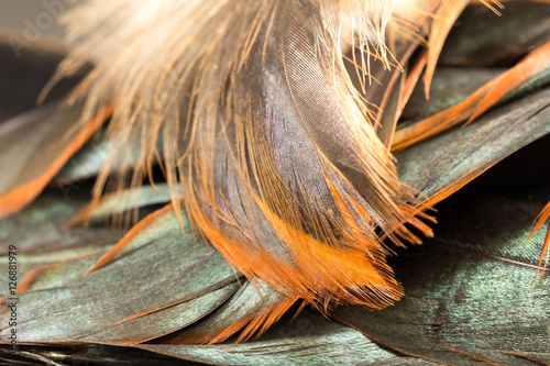 Colorful rooster feather with details and reflexions