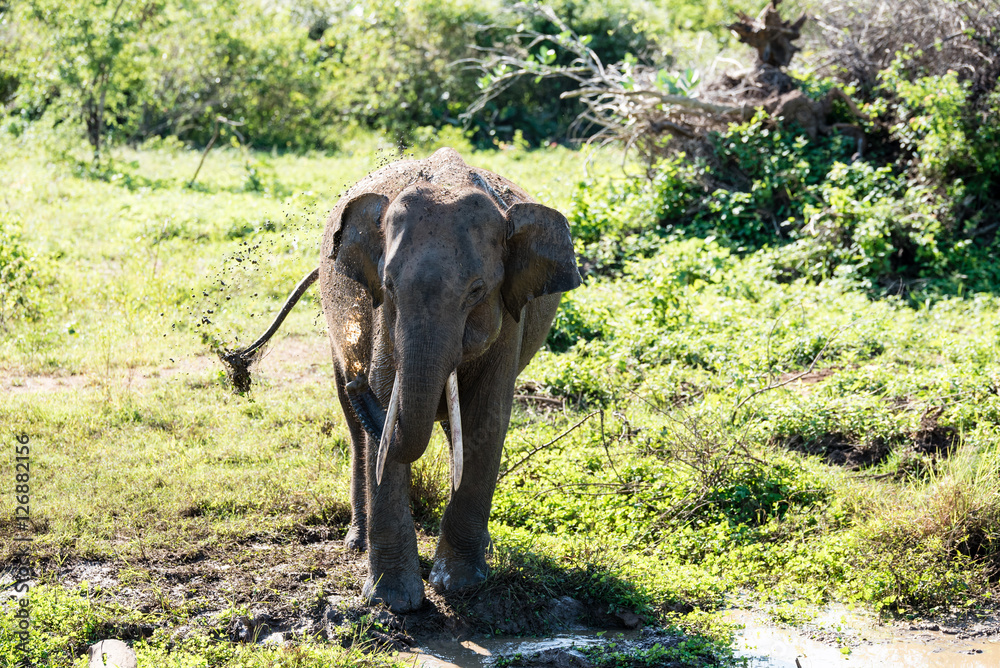 Fototapeta premium Elephant