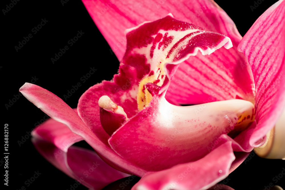 Macro shot of a beautiful pink and mauve orchid with black background
