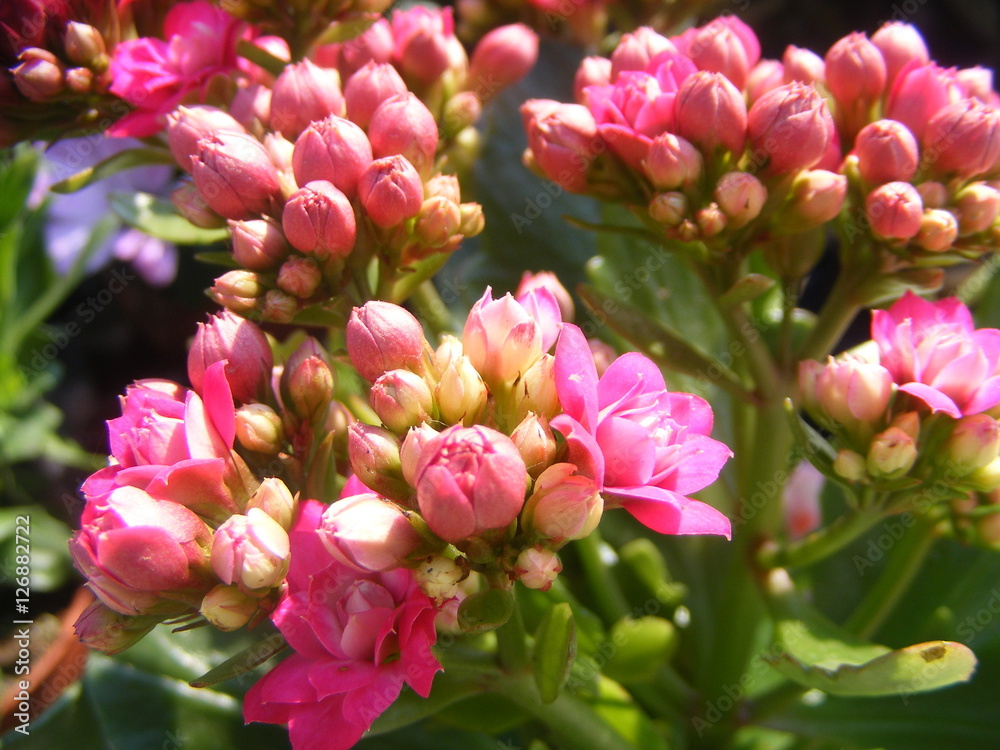 Obraz premium pink efflorescence