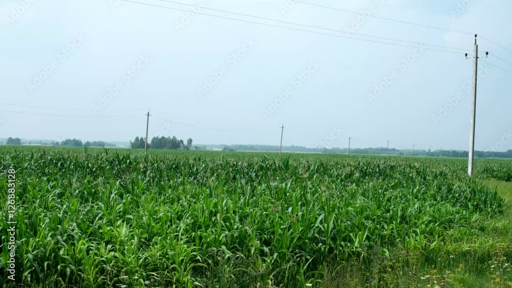 Cornfield. Large field of young corn. Countryside landscape. Rural agriculture background. Russia.