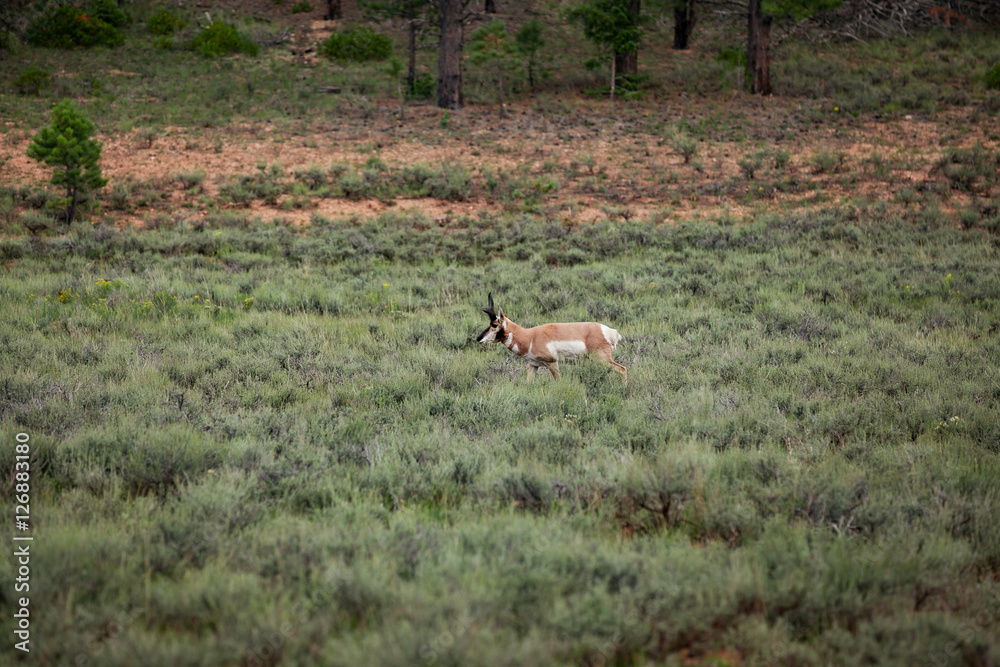 pronghorn pronghorn