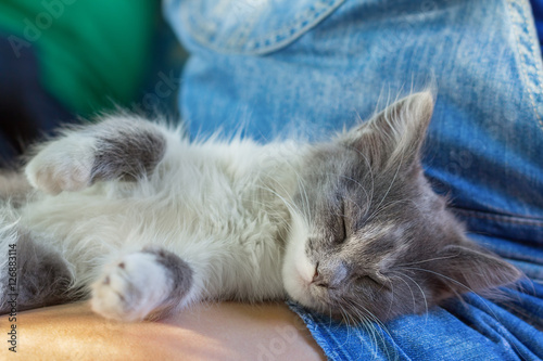 Foto Gray kitten resting