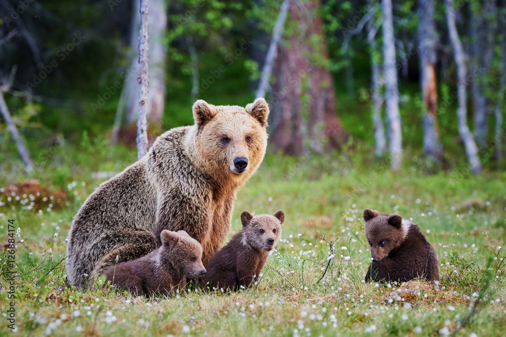 Fototapeta premium Kobieta niedźwiedź brunatny i jej młode