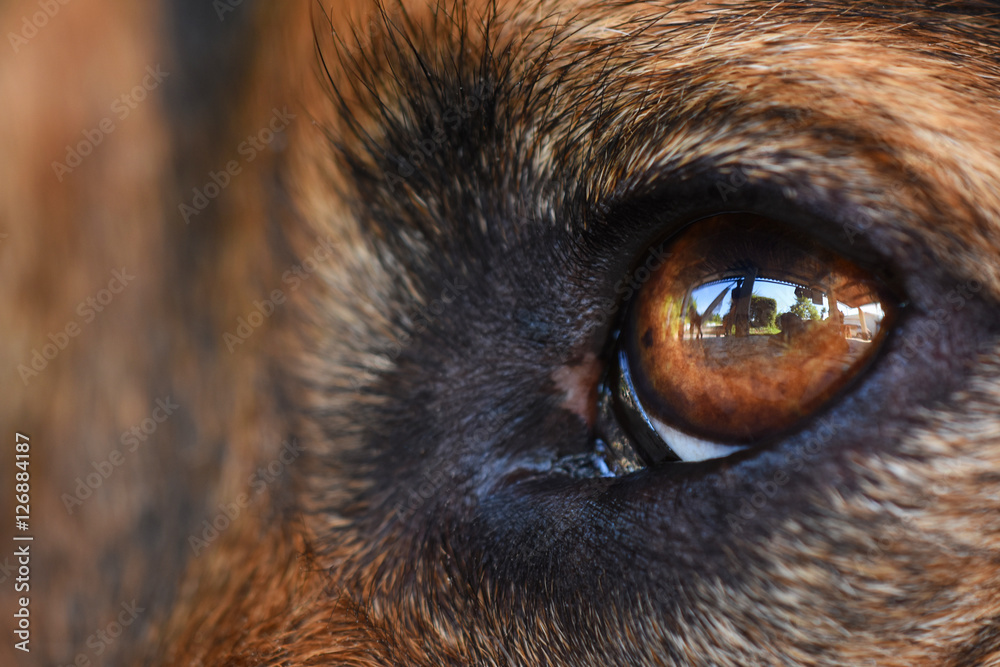 Dog eye