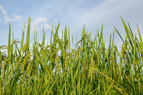 Closeup rice paddy