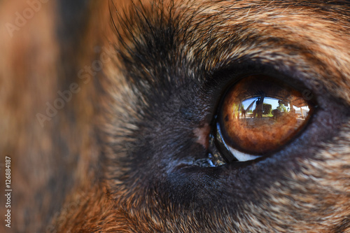 Obraz na płótnie Dog eye w salonie