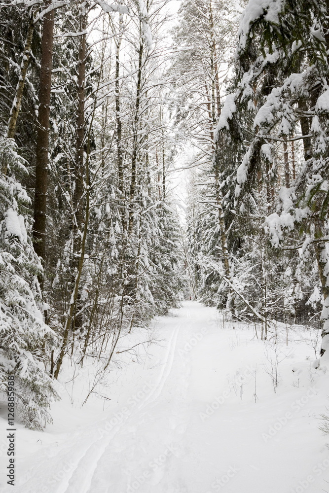 Fototapeta premium Winter forest, the trees covered with snow in the winter wood