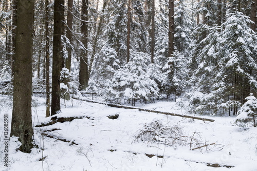 Winter forest, the trees covered with snow in the winter wood