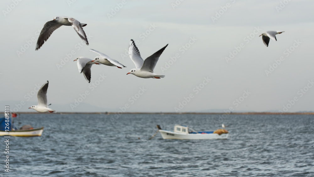 Fototapeta premium Seagulls flying with open wings on the sea.