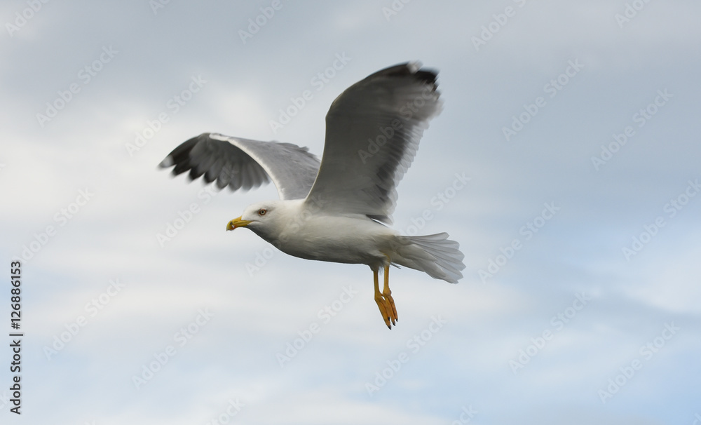Fototapeta premium Seagull flying with open wings in blue sky.