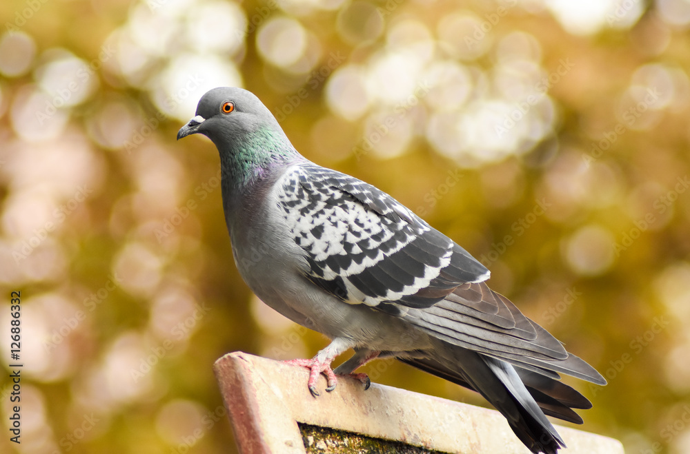 Fototapeta premium Pigeon standing on a wood, isolated.