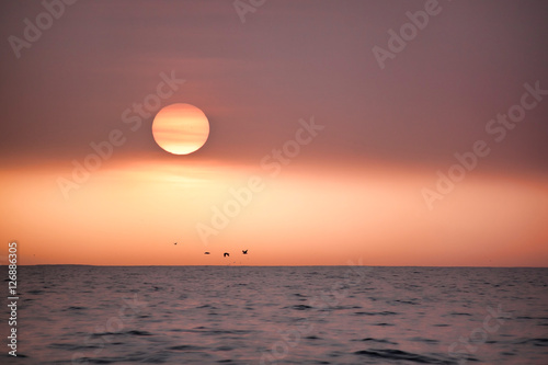 Fototapeta Naklejka Na Ścianę i Meble -  Birds at sunset