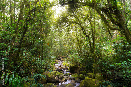 Fototapeta Naklejka Na Ścianę i Meble -  Nature rain forest with morning sunlight at Kinabalu Park,Malaysia,Asia