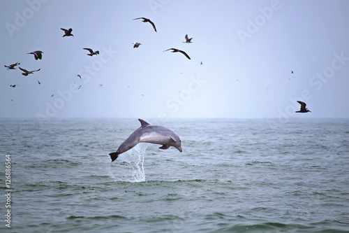 Dolphin fishing