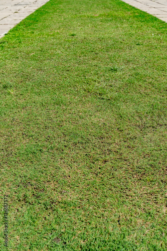 Green grass texture