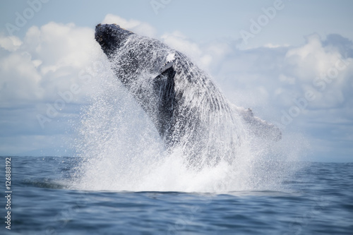 Humpback whale breaching