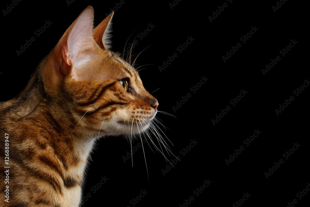 Close-up Portrait of Adorable breed Bengal kitten in profile view, isolated on Black Background