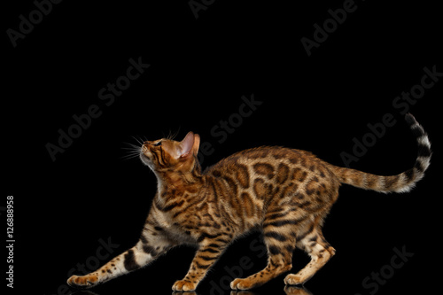 Playful kitty Bengal breed, gold Fur with rosette, running isolated on Black Background