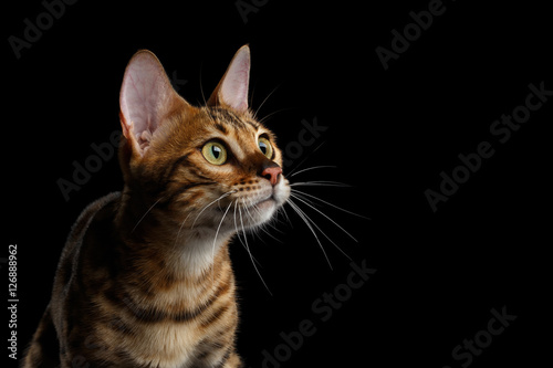 Close-up Portrait of Adorable breed Bengal kitten in profile view  isolated on Black Background