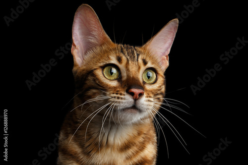 Close-up Portrait of Adorable breed Bengal kitten in front view, Curious Looking in camera with beautiful eyes isolated on Black Background