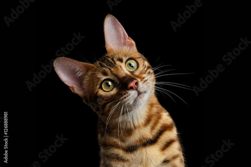 Close-up Portrait of Adorable breed Bengal kitten in front view, Curious Looking in camera with beautiful eyes isolated on Black Background