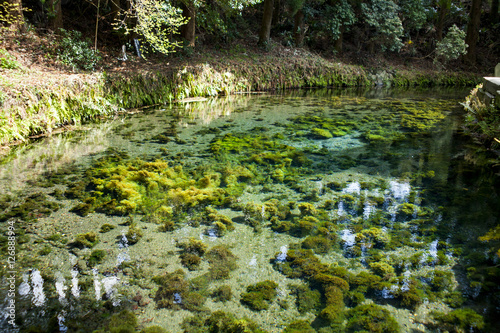 熊本・阿蘇の白川水源　Shirakawa spring water in Kumamoto © naoko