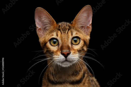 Close-up Portrait of Adorable breed Bengal kitten in front view, Looking in camera with beautiful eyes isolated on Black Background © seregraff