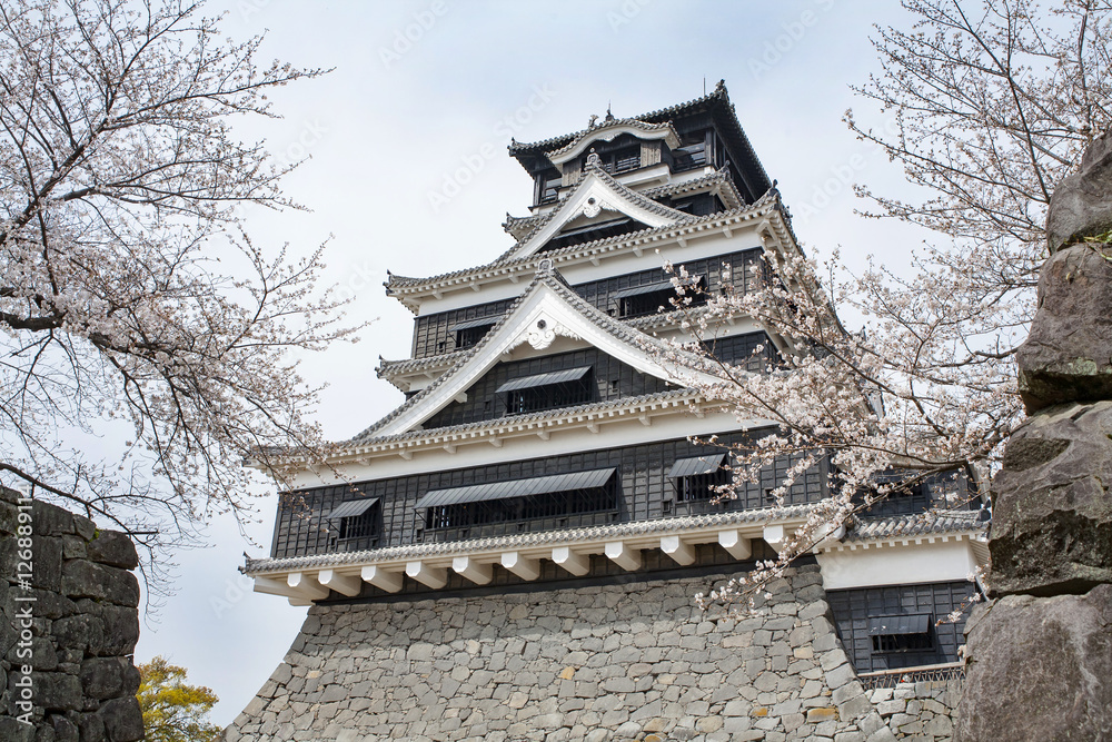 Fototapeta premium 熊本城天守閣と桜 cherry blossom viewing at Kumamoto castle