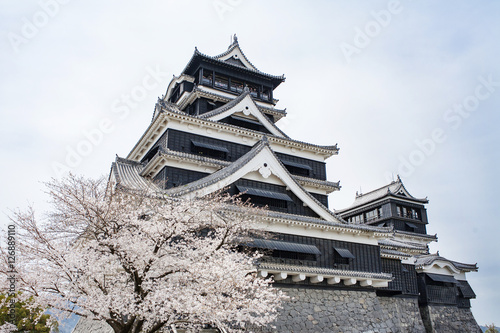 熊本城天守閣と桜 cherry blossom viewing at Kumamoto catsle