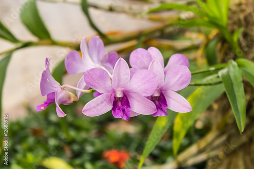 purple orchid flower