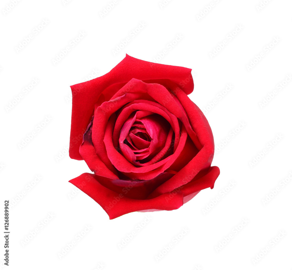 Natural red rose isolated on white background Natural red rose isolated on white background