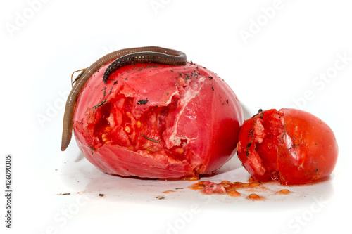 Billede på lærred Two rotten tomatoes with a large worm isolated on white