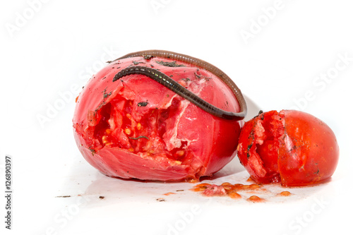 Fotografija Two rotten tomatoes with a large worm isolated on white