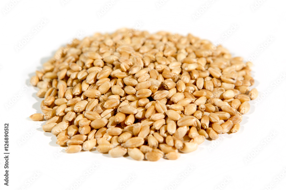 Organic hard white wheat isolated on white Organic hard white wheat isolated on white