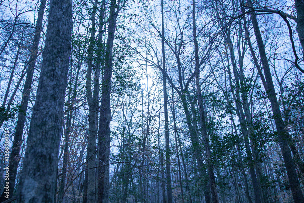 Blue Woods Blue Woods
