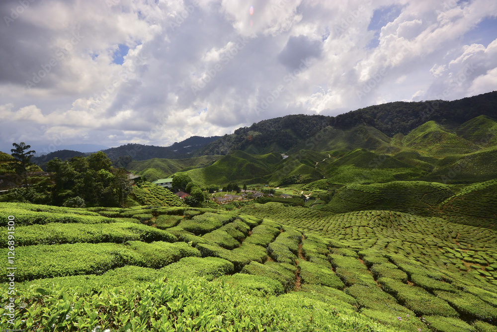 Tea Plantation with beautiful clouds sky at Cameron Highland, Pahang, Malaysia. Tea Plantation with beautiful clouds sky at Cameron Highland, Pahang, Malaysia.