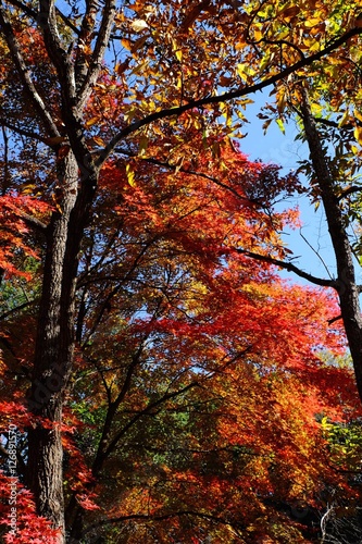 秋の紅葉風景