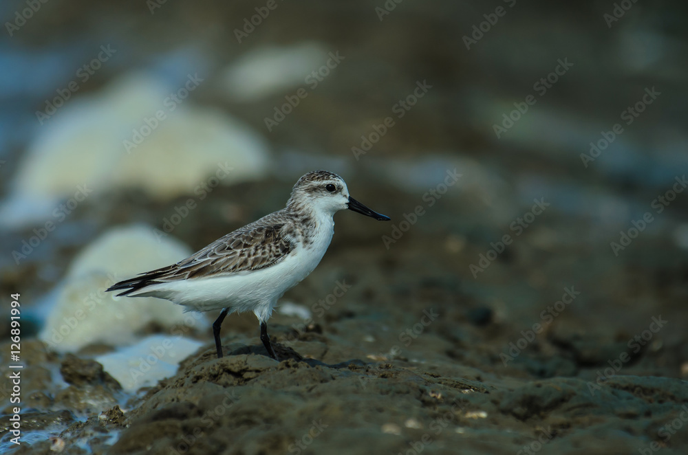 Spoon-billed sandpiper in nature Thailand Spoon-billed sandpiper in nature Thailand