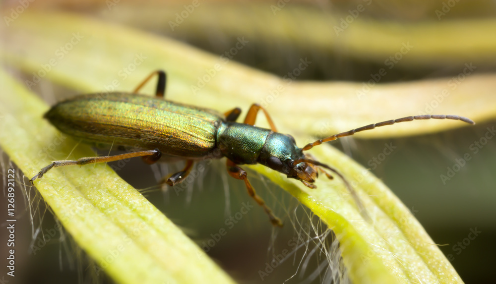 Fototapeta premium False blister beetle, Chrysanthia nigricornis