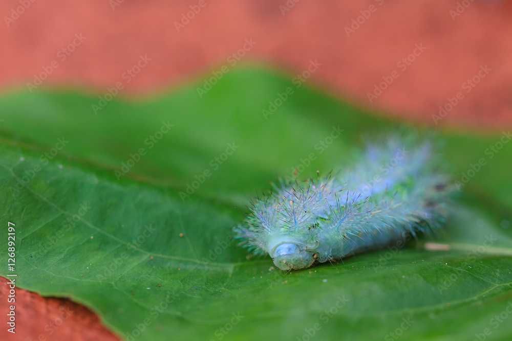 Fototapeta premium Closeup Caterpillar on leaf