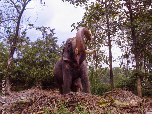 Elephant . Close-up.