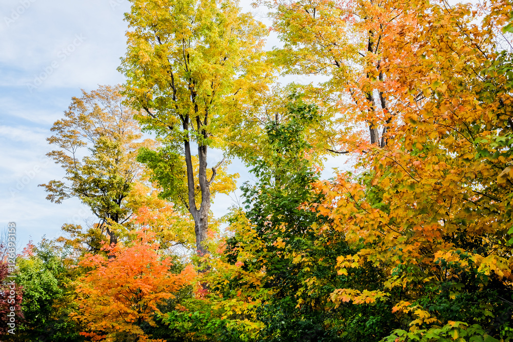Fototapeta premium Fall Forest '16