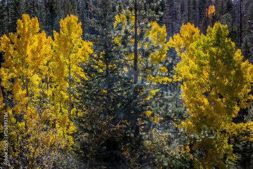 Cluster of Yellow Aspen Trees in Pine Forrest, North Rim, Grand Canyon, Arizona