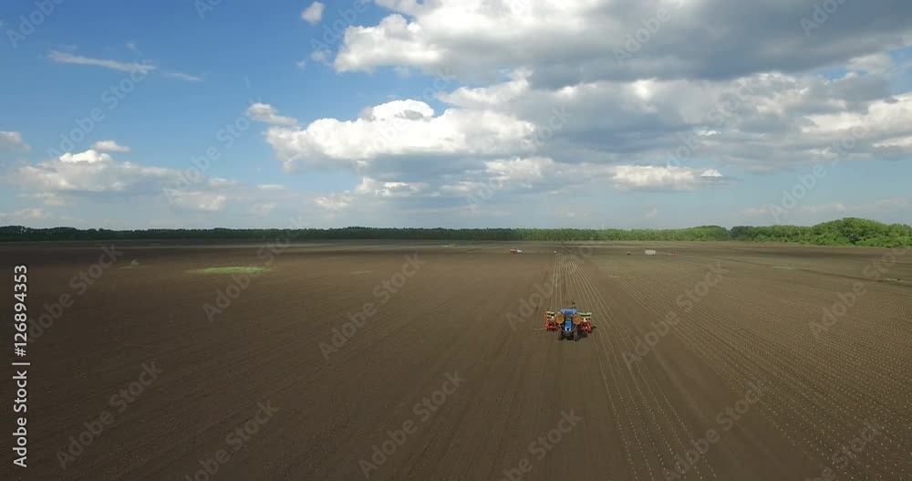 Planting cabbage seedling.