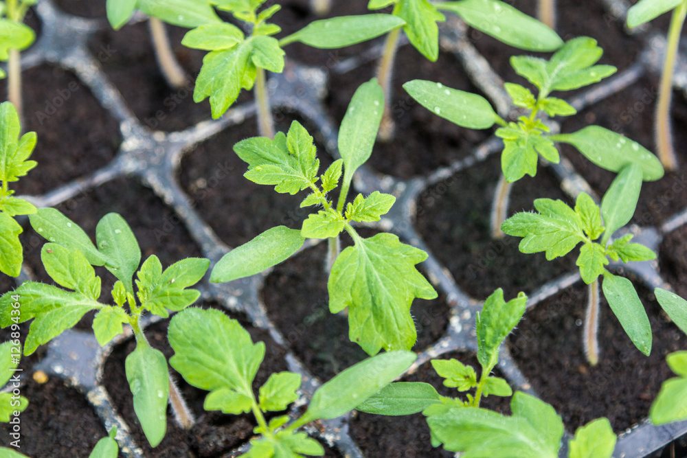 young green tomato seedling in seedling tray young green tomato seedling in seedling tray