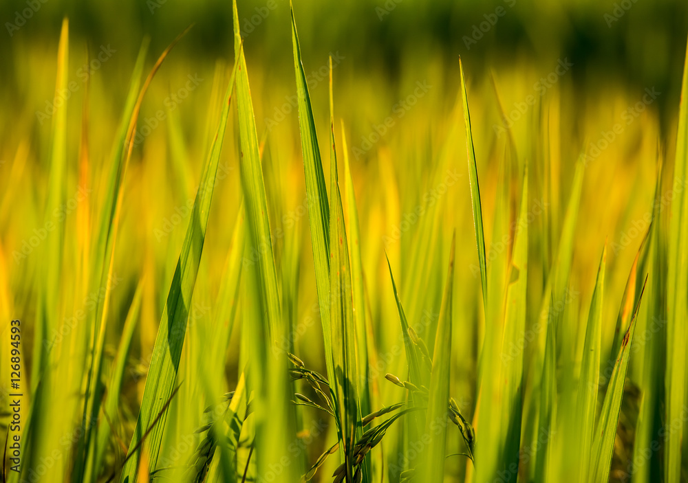 rice field and sunshine for background