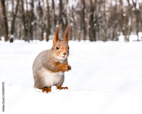squirrel sitting on snow and holding a nut on blurred winter forest background