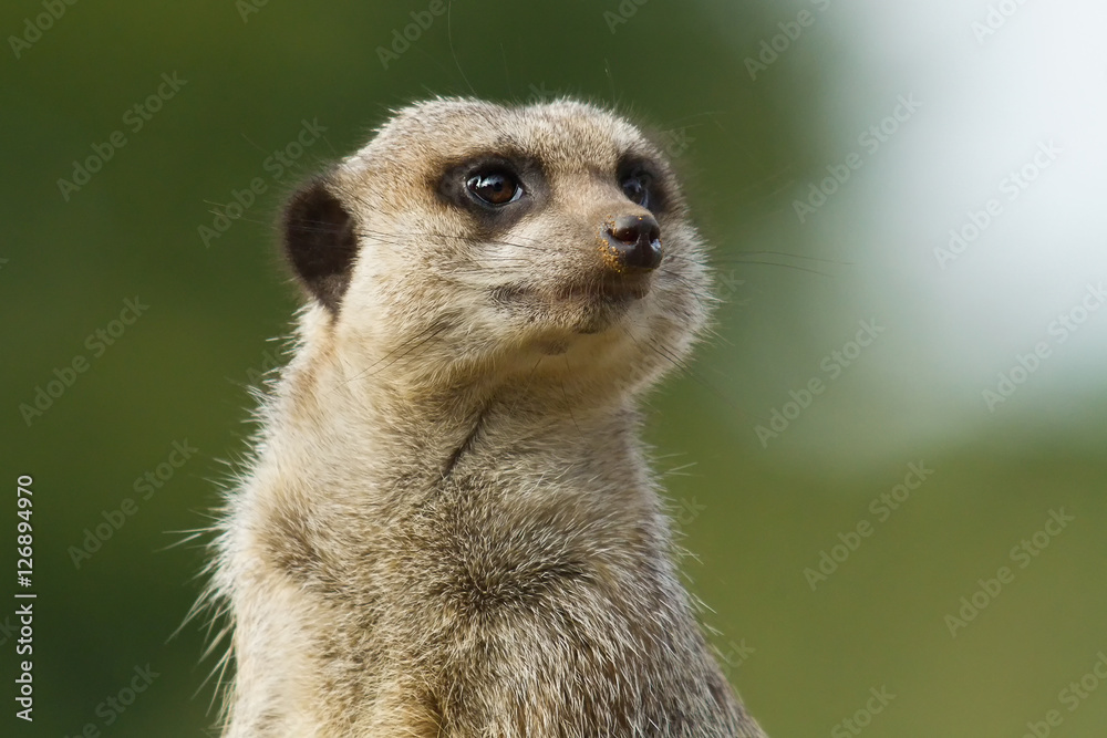 Meerkat Meerkat